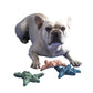 Starfish Shape Feeder Dog Toys